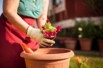 Mujer madura jardinera anónima, transfiere una planta a una maceta grande en su jardín casero - foto de stock