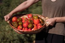 Жіночий фермер стоїть з кошиком, повним свіжих помідорів в сільськогосподарському полі в сільській місцевості — стокове фото