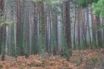 Erstaunliche Landschaft hoher Kiefern mit Moos bedeckt, die an einem nebligen Herbsttag in dichten Wäldern wachsen — Stockfoto