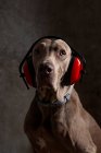 Intelligent purebred dog with smooth brown coat in safety headset and collar looking at camera — Stock Photo
