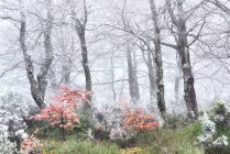 Bosco di faggi ghiacciato e nebbioso — Foto stock