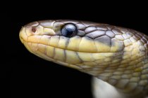 Primer plano Retrato de serpiente esculapia (Zamenis longissimus) - foto de stock