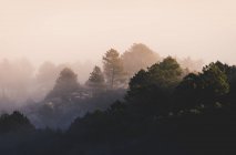 Szenische Ansicht von Pedriza mit üppig grünen Bäumen, die in der Morgendämmerung in Spanien auf dem Guadarrama-Gebirge unter nebligem Himmel wachsen — Stockfoto