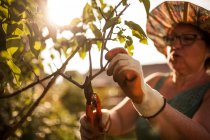 Vista lateral da mulher madura jardineiro poda os ramos de uma árvore em seu jardim na luz do crepúsculo com luz traseira — Fotografia de Stock