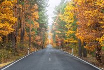 Route asphaltée sans fin longeant des bois luxuriants avec des arbres colorés en automne — Photo de stock