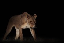 Potente leonessa con cappotto marrone liscio passeggiare sul prato guardando avanti in savana su sfondo nero — Foto stock