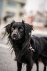 Очаровательная собака с пушистым черным пальто и карими глазами, смотрящая на асфальтовую дорогу в городе — стоковое фото