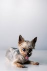 Adorable poco esponjoso pura raza Yorkshire Terrier perro con la lengua hacia fuera mirando a la cámara mientras se encuentra en el estudio blanco - foto de stock