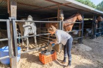 Vista lateral del agricultor hembra vertiendo comida para alimentar a los caballos de pie en establo en el rancho en verano - foto de stock