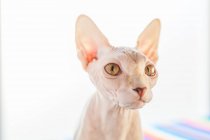 Adorable hairless Sphynx cat with brown eyes sitting on soft blanket on bed and looking away — Stock Photo