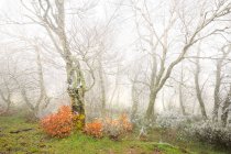 Замороженные и туманные буковые леса — стоковое фото