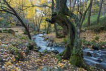 Rio rápido que flui sobre pedregulhos em florestas musgosas em terras altas no dia ensolarado em longa exposição no rio Lozoya no Parque Nacional de Guadarrama — Fotografia de Stock