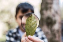 Anonymous focused child with green plant leaf looking through magnifying glass in woods on blurred background — Stock Photo