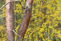 Baumstämme und leuchtend gelbes Laub wachsen im Herbst im Wald — Stockfoto