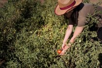 Vista lateral da agricultora étnica coletando tomates maduros no jardim no dia ensolarado no campo — Fotografia de Stock