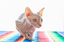 Adorabile gatto senza peli Sphynx con gli occhi marroni seduto su una morbida coperta sul letto e guardando altrove — Foto stock