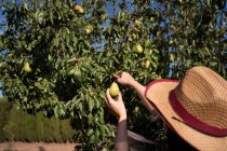 Cultivo agricultor feminino irreconhecível com tesouras de poda colhendo peras frescas da árvore no jardim de verão na estação de colheita — Fotografia de Stock