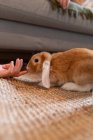 Грунтовий рівень врожаю анонімної людини, що грає з милим коричневим пухнастим кроликом на підлозі вдома — стокове фото