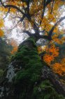 Low angle of huge mossy roots of tall tree with orange leaves growing in woods against gray sky — Stock Photo