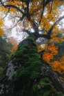 Bajo ángulo de enormes raíces musgosas de árbol alto con hojas naranjas creciendo en bosques contra el cielo gris - foto de stock