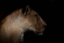 Kraftvolle Löwin mit glattem braunem Fell schlendert über den Rasen und freut sich in der Savanne auf schwarzem Hintergrund — Stockfoto
