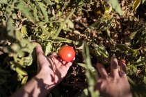 Agricultrice méconnaissable ramassant des tomates mûres dans le jardin par une journée ensoleillée à la campagne — Photo de stock