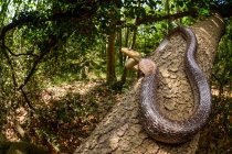 Wide angle of Aesculapian snake (Zamenis longissimus) — Stock Photo