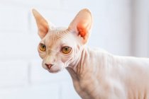 Adorable hairless Sphynx cat with brown eyes sitting on soft blanket on bed and looking away — Stock Photo