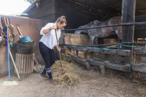 Ocupada agricultora recogiendo heno con horquilla mientras trabaja en establo con caballos en rancho en verano - foto de stock