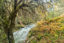 Fiume rapido che scorre sui massi nei boschi muschiati negli altopiani nelle giornate di sole in una lunga esposizione al fiume Lozoya nel Parco Nazionale di Guadarrama — Foto stock
