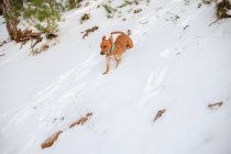 Vista lateral do cão ativo correndo colina nevada durante o passeio na floresta de inverno — Fotografia de Stock