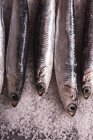 Vue du dessus de petits anchois servis en rangée sur du sel sur une table noire — Photo de stock