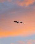 De baixo da gaivota que voa no fundo do céu de pôr-do-sol com nuvens rosa — Fotografia de Stock