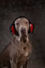 Cão de raça pura inteligente com revestimento marrom liso em fone de ouvido de segurança e colar olhando para a câmera — Fotografia de Stock