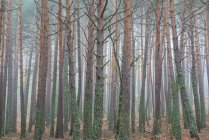 Erstaunliche Landschaft hoher Kiefern mit Moos bedeckt, die an einem nebligen Herbsttag in dichten Wäldern wachsen — Stockfoto