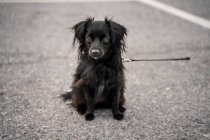 Cão encantador com casaco preto fofo e olhos castanhos olhando para longe na estrada de asfalto na cidade — Fotografia de Stock