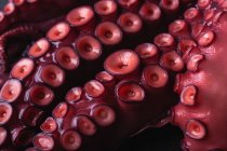 Primo piano ad angolo alto di tentacoli di polpo fresco con ventose rosse poste sul tavolo scuro — Foto stock