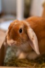 Lindo conejo con piel marrón sentado en el suelo de parquet en la habitación en piso - foto de stock