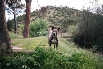 Bonito puro-sangue americano Staffordshire Terrier com colarinho explorando prado verde no dia de verão no campo — Fotografia de Stock