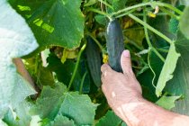 Урожай безликий фермер, збираючи зелений огірок на полі влітку в сільській місцевості — стокове фото