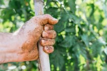 Cultivo irreconocible agricultor sosteniendo instrumento de jardinería en la mano sucia durante el trabajo en el campo - foto de stock