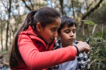 Criança étnica com lupa demonstrando planta de samambaia para irmão enquanto explora a floresta durante o dia — Fotografia de Stock