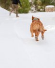 Вид ззаду невпізнаваного власника чоловічої статі, що біжить з грайливою собакою вздовж дороги в засніжених зимових лісах — стокове фото