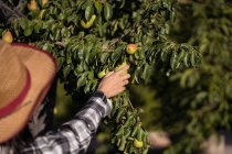 Cultivar hembra agricultora irreconocible con tijeras de podar recogiendo peras frescas del árbol en el jardín de verano en la temporada de cosecha - foto de stock