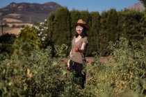 Agricultor feminino étnico coletando tomates maduros no jardim no dia ensolarado no campo — Fotografia de Stock