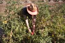 Cultivo agricultor irreconhecível demonstrando tomates imaturos crescendo em arbusto verde em exuberante jardim de verão no campo — Fotografia de Stock