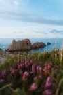 Amazing scenery of seashore with rocky islets washed by calm blue water near coast with blooming flowers in summer evening in Liencres Cantabria Spain — Stock Photo