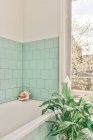 Дизайн інтер'єру просторої світлої ванної кімнати з вікном і зеленою плиткою на стінах, обставлених ванною і умивальником і прикрашених горщиками в домашніх умовах — стокове фото