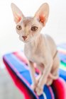 Очаровательная лысая кошка-сфинкс с карими глазами, сидящая на мягком одеяле на кровати и смотрящая в камеру — стоковое фото