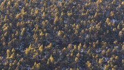 Panorama mozzafiato drone di alberi sempreverdi che crescono nei boschi in inverno nelle giornate di sole — Foto stock